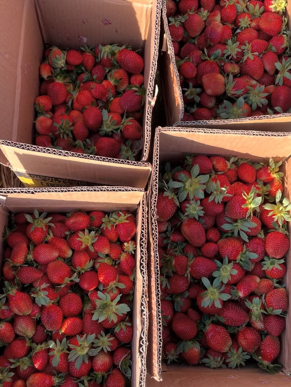 Strawberries