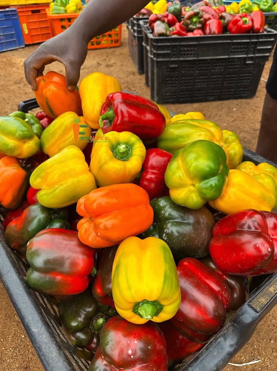 Bell Peppers