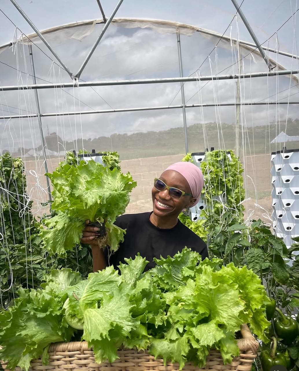 Fresh Lettuce