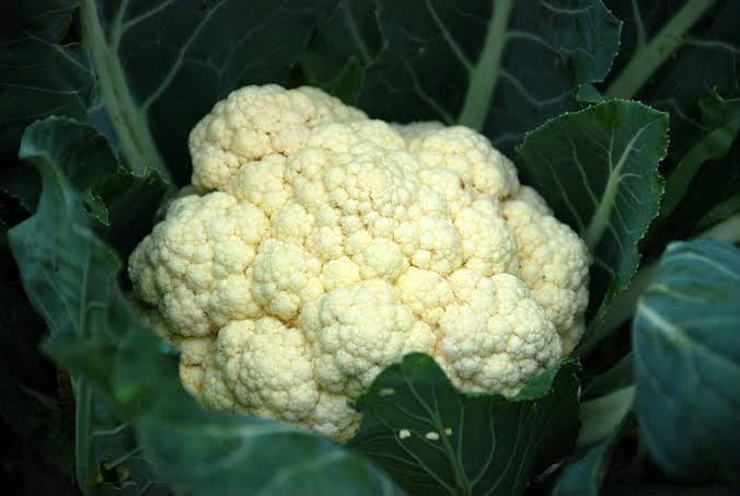 Brocolli
