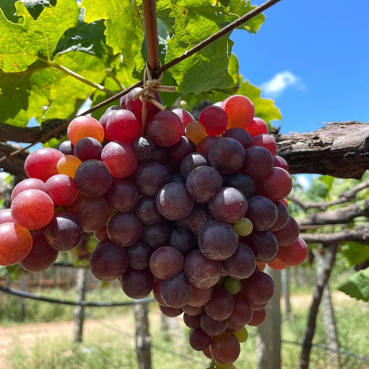 Grapes