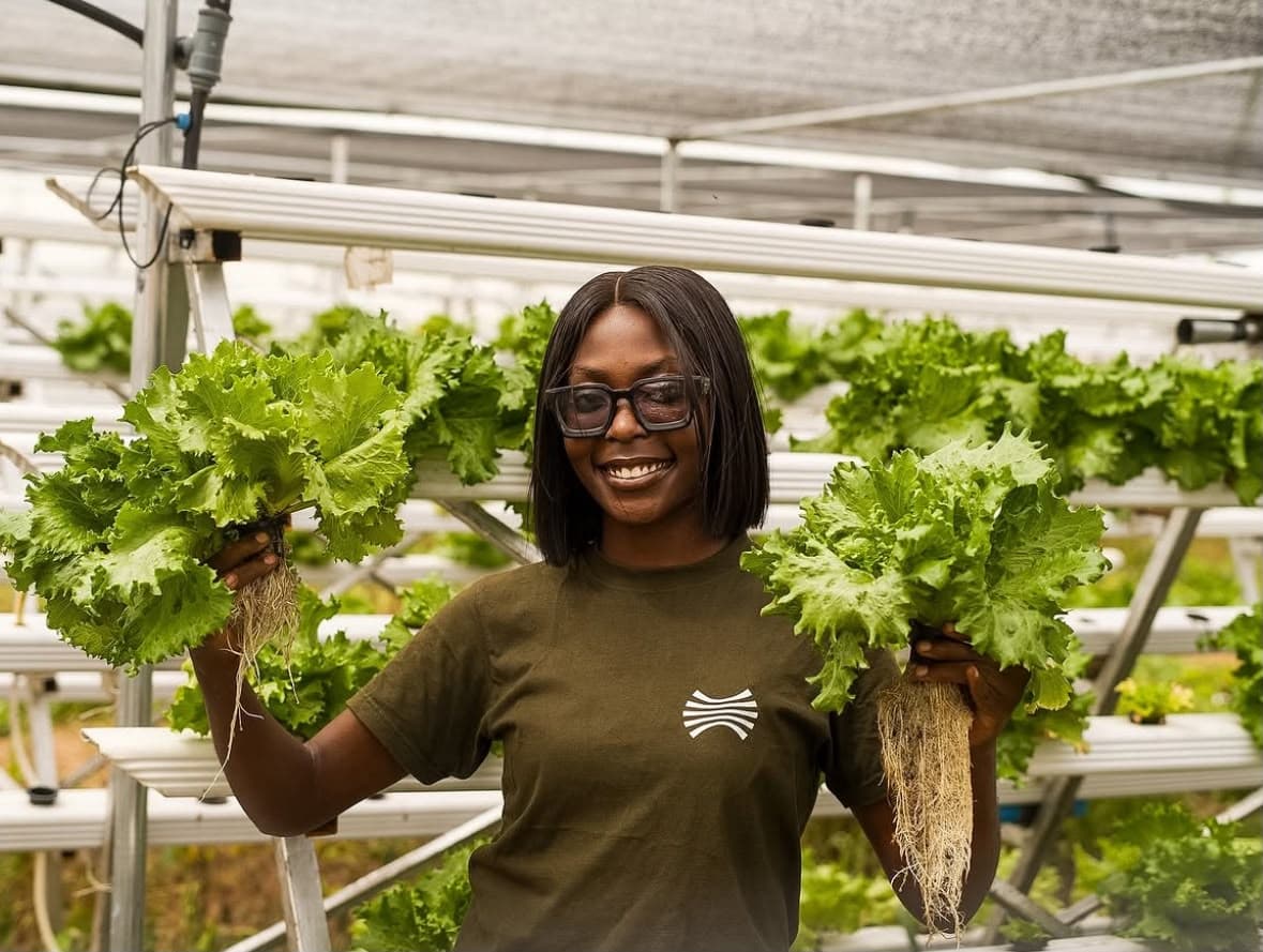 Fresh Lettuce
